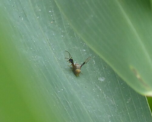 Spectacled Berry Fly, Katwijk aan Zee, Netherlands, photo 7 of 10