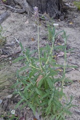 Lavandula