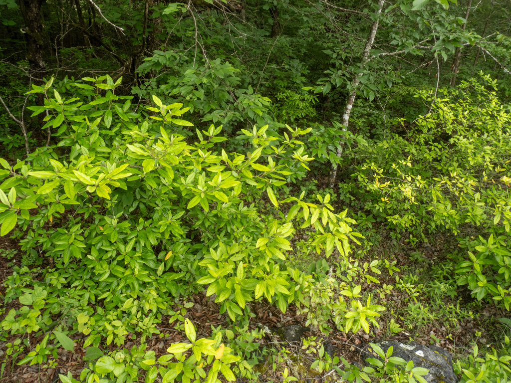 Croton alabamensis; photograph (c) Turner Brockman, some rights reserved (CC BY-SA)