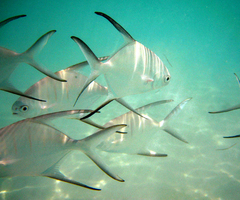 Trachinotus goodei