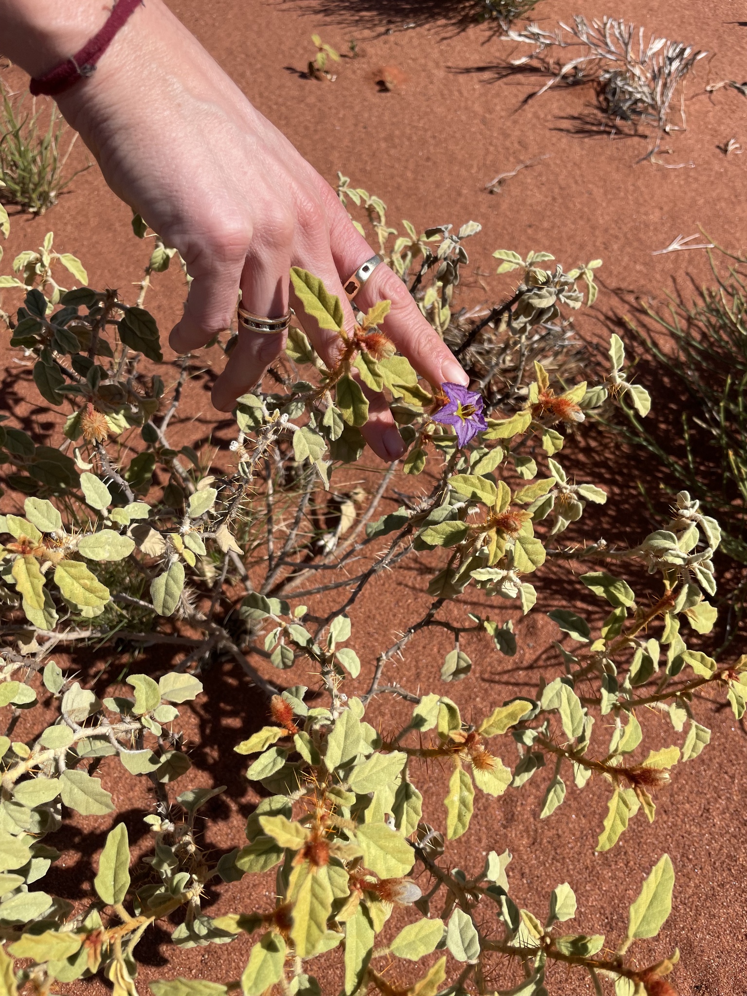 Solanum gilesii