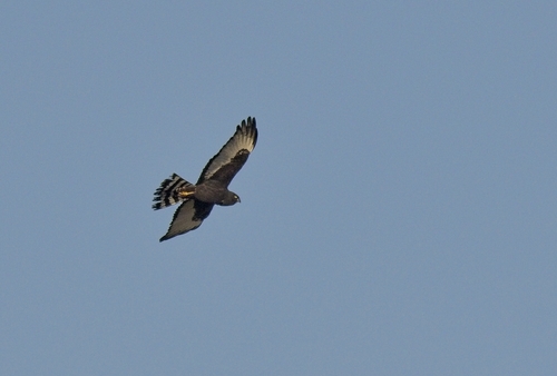 iNaturalist image