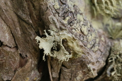 Ramalina canariensis
