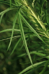 Artemisia selengensis