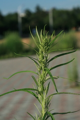 Artemisia selengensis