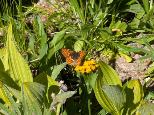 iNaturalist observation photo of Hoffmann's Checkerspot
