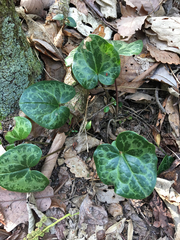 Hexastylis shuttleworthii