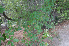 Photinia davidiana