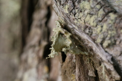 Ramalina canariensis
