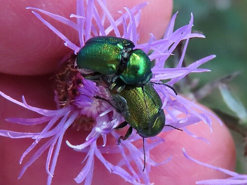 Cryptocephalus sericeus