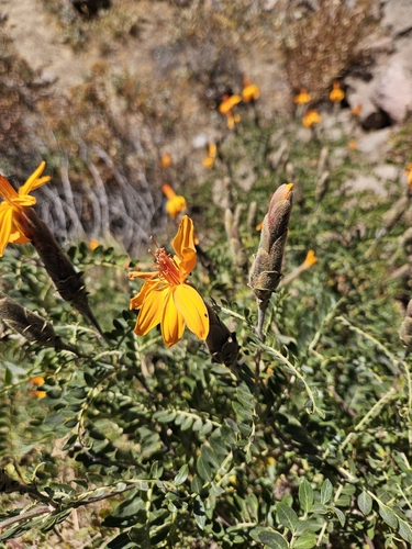 Mutisia acuminata, photograph 3