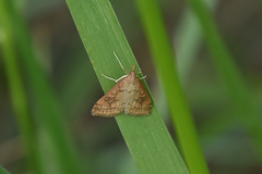 Udea profundalis
