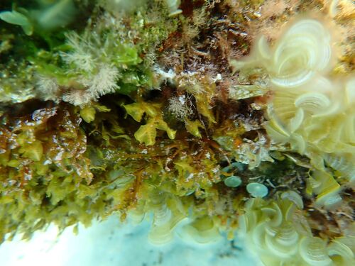 Dictyopteris polypodioides observed 2026-07-22