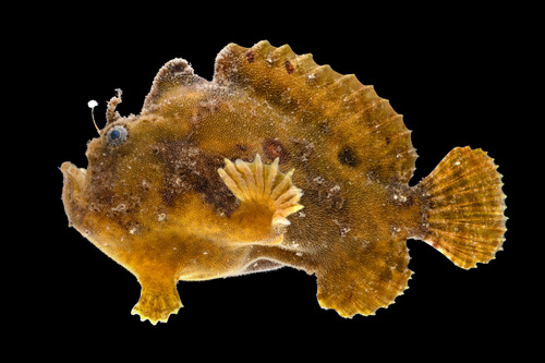 Scarlet frogfish (Antennatus coccineus) — Antennariidae — 4