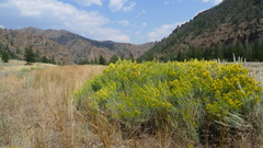 Chrysothamnus