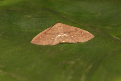 Nechesia albotentata