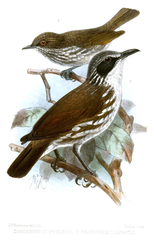 Stripe-Breasted Rhabdornis photo 2