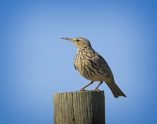 iNaturalist image