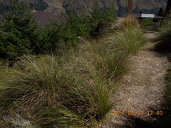 Chionochloa rigida