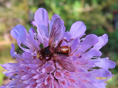 Ferruginous Bee-Grabber