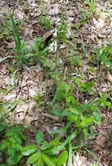 Penstemon laxiflorus