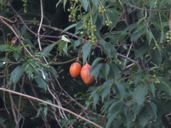 Passiflora ligularis