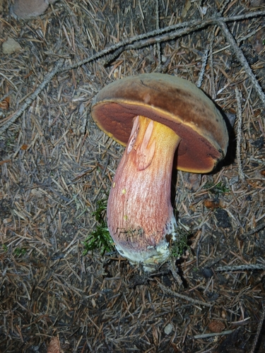 Dotted Stem Bolete