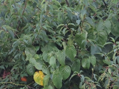 Passiflora ligularis