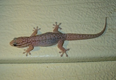 Gehyra versicolor