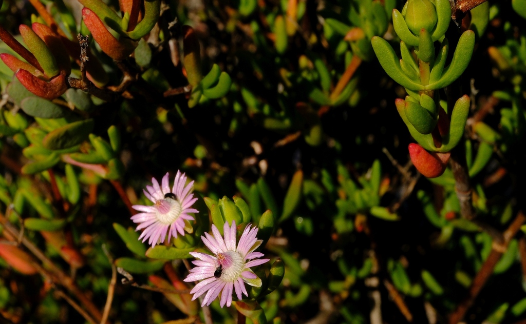 Ruschiella cedrimontana