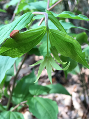 Prosartes lanuginosa