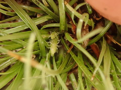 Carex cirrhosa
