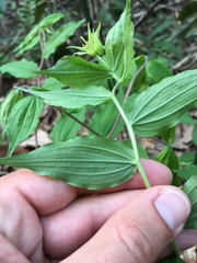 Prosartes lanuginosa