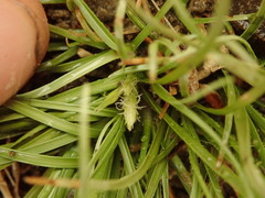 Carex cirrhosa