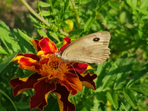 Meadow Brown