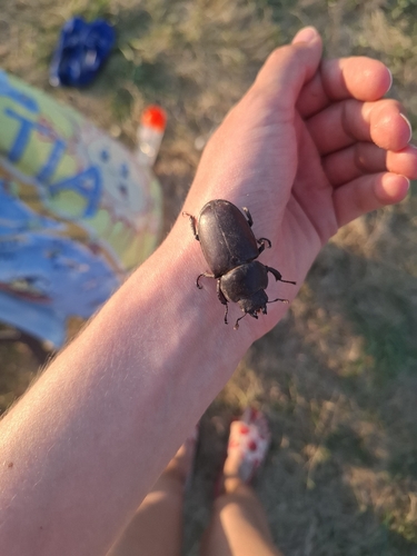 European Stag Beetle