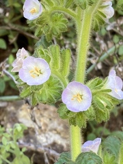 Phacelia ixodes