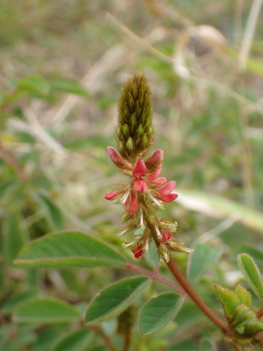 Indigofera hirsuta, photograph 4