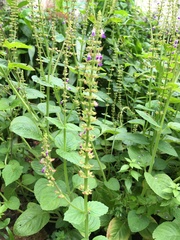 Coleus monostachyus