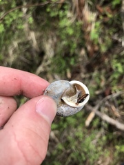 Allogona ptychophora