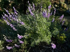 Lupinus paynei
