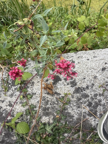 Red Valerian