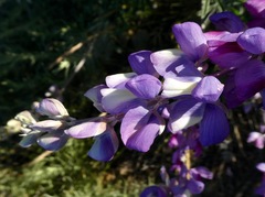 Lupinus paynei