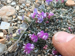 Astragalus spatulatus