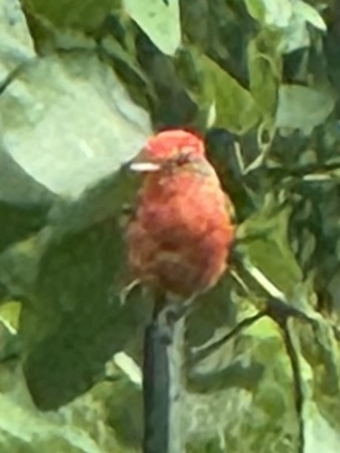 Vermilion Flycatcher