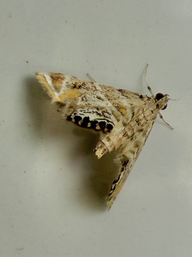 Feather-edged Petrophila