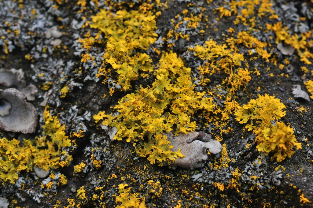 Oregon Sunburst Lichen (Lichens of SF Bay Area: Order Teloschistales ...