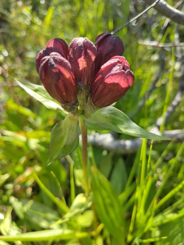 Purple Gentian