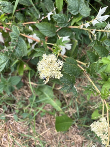 Meadowsweet