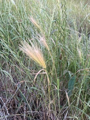 Hordeum jubatum
